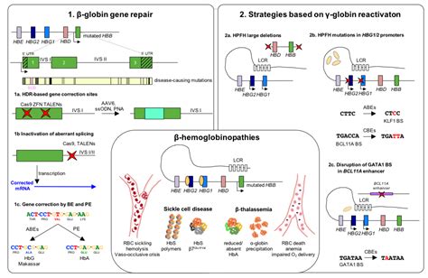 beta hemoglobinopathies|Genome Editing for β.